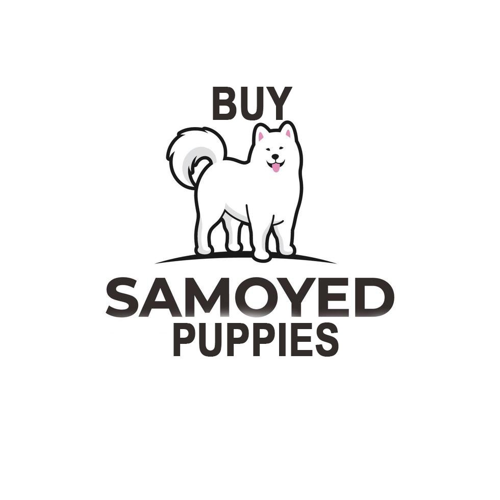 Buy Samoyed Puppies